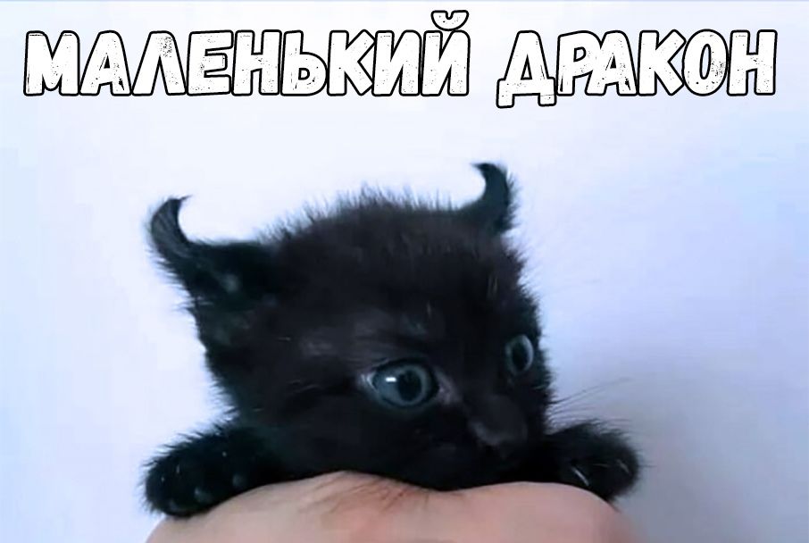 МААЕНЬКИИ АРАКФН