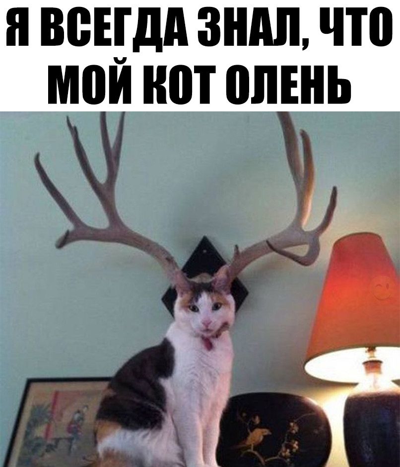 Я ВВЕША ЗШШ что мои ШП ШШ