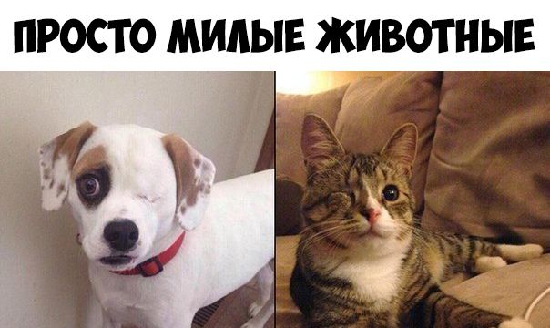 ПРОСТО МИАЫЕ ЖИВОТНЫЕ