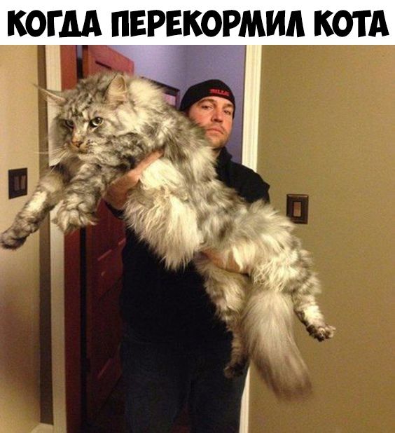 КОГДА ПЕРЕКОРМИА КОТА