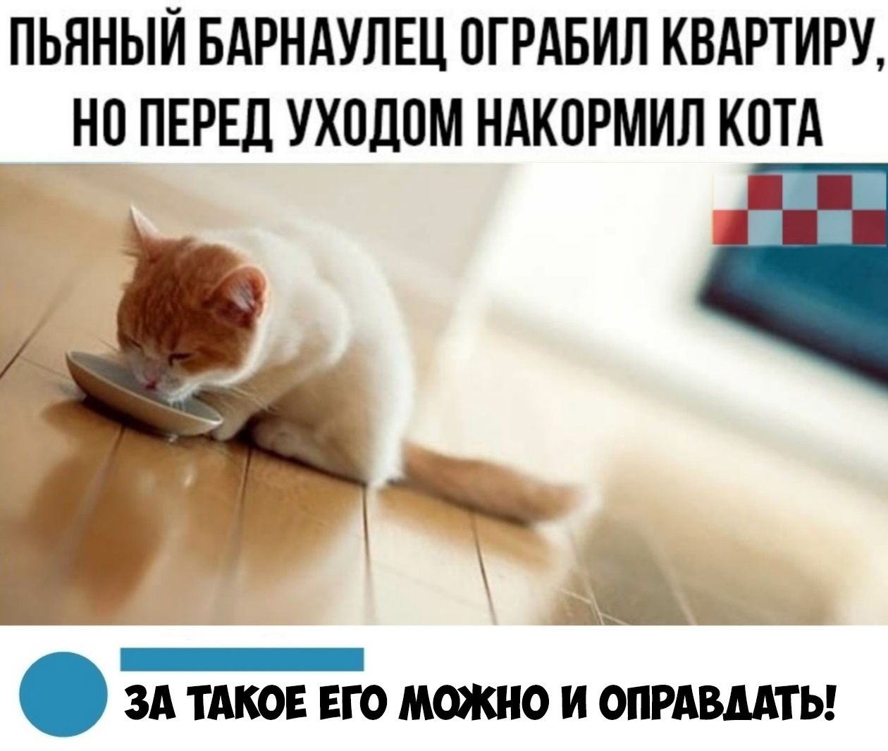 Накорми кота. Грабитель покормил кота. Пьяный барнаулец ограбил квартиру но перед уходом накормил кота. Покормить кота. Юмор грабители покормили кота.