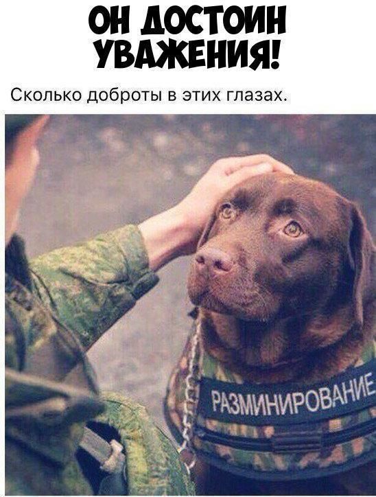 ОН АОСТОИН УВАЖЕНИЯ Сколько доброты в этих глазах