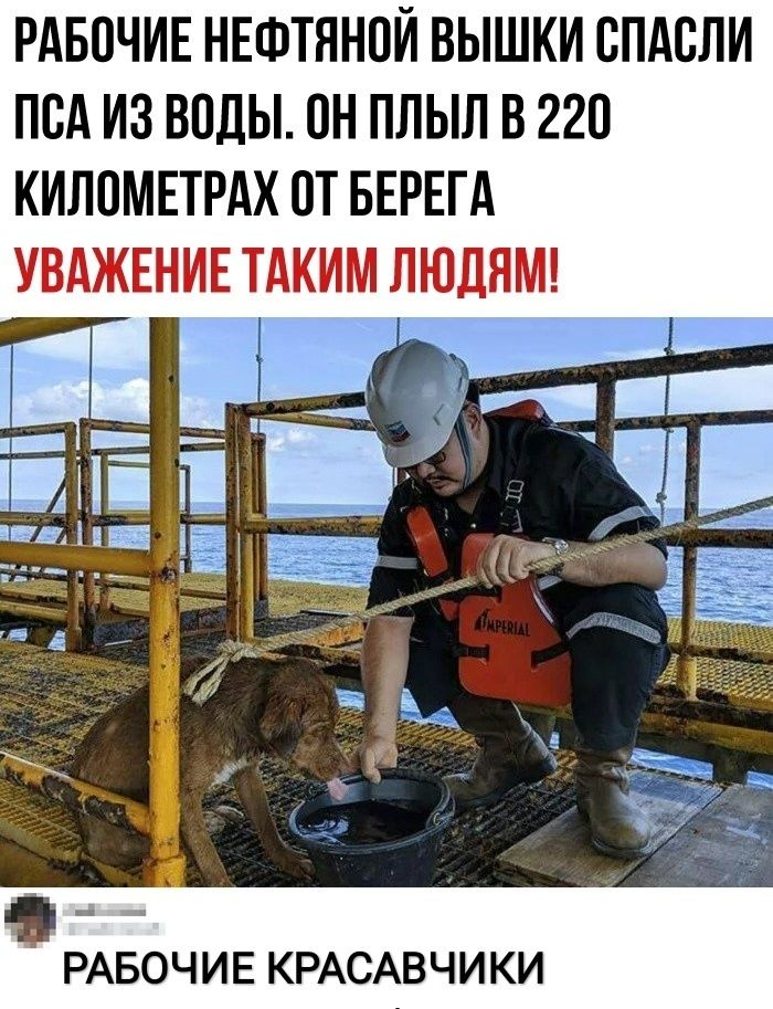 РАБОЧИЕ НЕФТЯНОЙ ВЫШКИ СПАСЛИ ПСА ИЗ ВОДЫ ОН ПЛЫЛ В 220 КИЛПМЕТРАХ ОТ БЕРЕГА РАБОЧИЕ КРАСАВЧИКИ