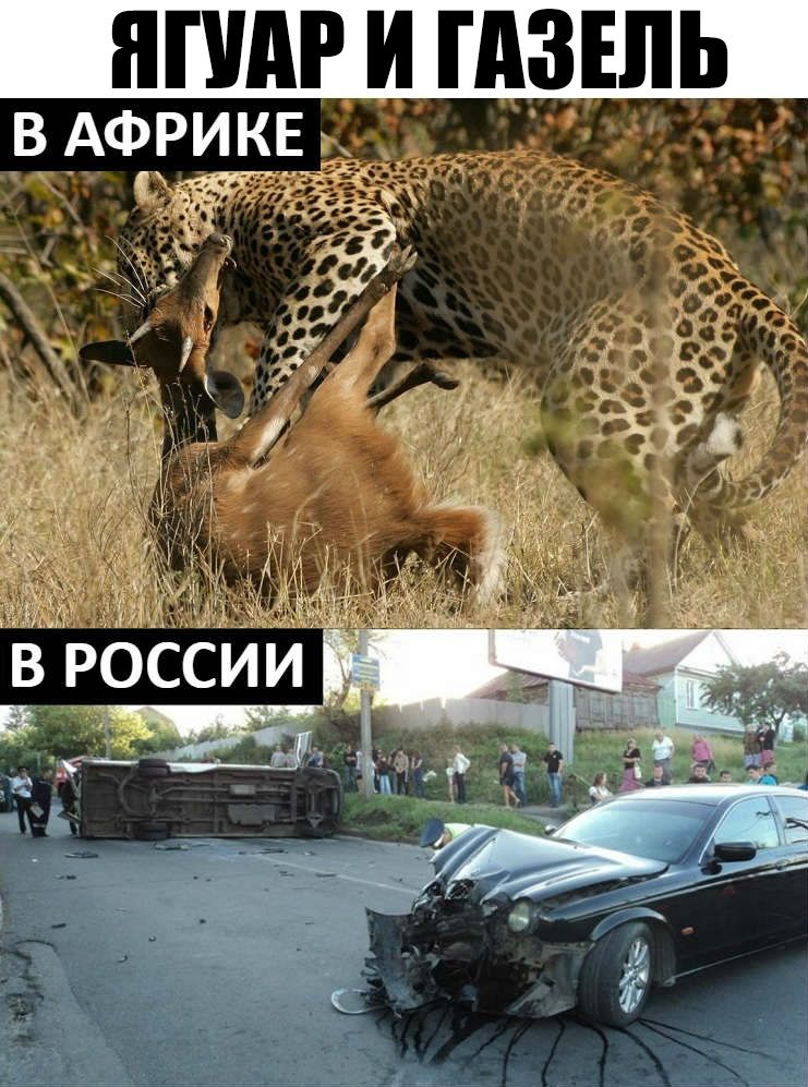 ЯПШР И ГАЗЕЛЬ В АФРИКЕ