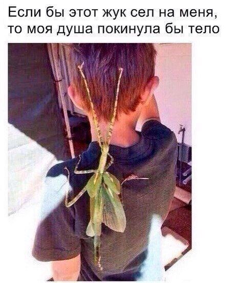 Если бы этот жук сел на меня то моя душа покинула бы тело