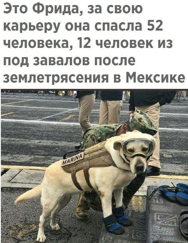 Это Фрида за свою карьеру она спасла 52 человека 12 человек из под завалов после землетрясения в Мексике