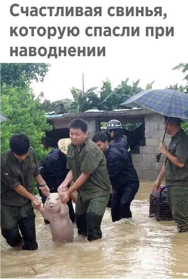 Счастливая свинья которую спасли при наводнении