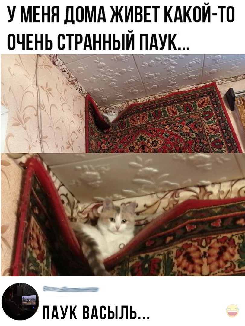 У МЕНЯ ДОМА ЖИВЕТ КАКОЙ ТО ОЧЕНЬ СТРАННЫЙ ПАУК ПАУК ВАВЫЛЬ
