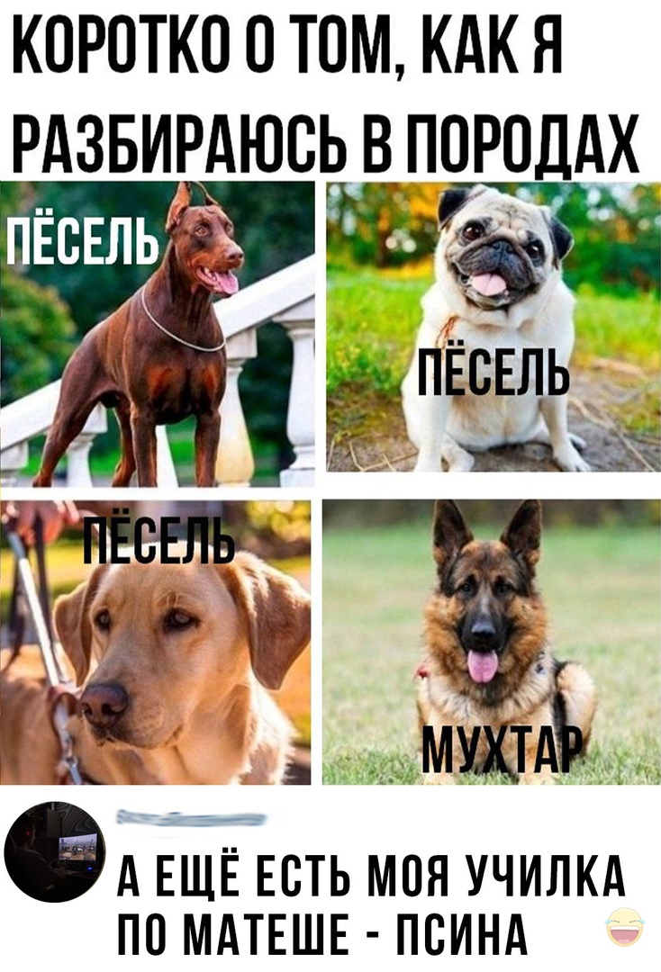 КОРОТКО О ТОМ КАК Я РАЗБИРАЮОЬ В ПОРОДАХ пвсЕль ЁЁ З мщтАт ФАН ЕЩЁ ЕОТЬ МОЯ УЧИЛКА ПО МАТЕШЕ ПОИНА
