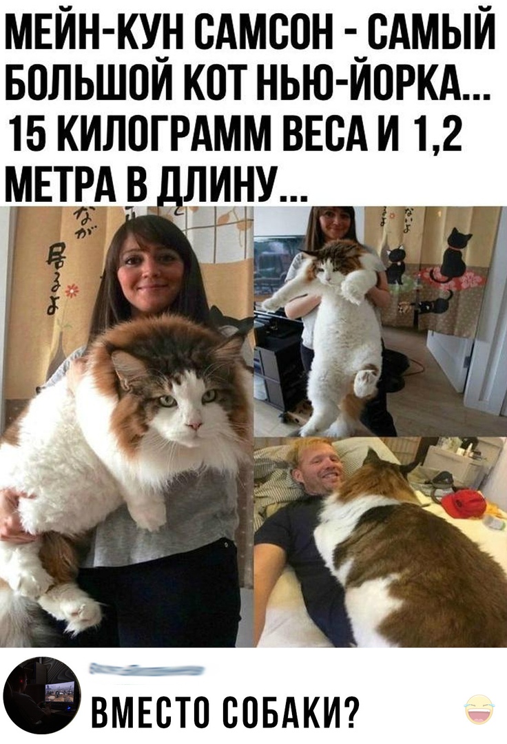 МЕЙН КУ_Н САМВОН _8АМЫЙ БОЛЬШОИ КОТ НЬЮ ИОРКА 15 КИЛОГРАММ ВЕСА И 12 МЕТРА В і ЛИН_У тд и у і ВМЕСТО СОБАКИ