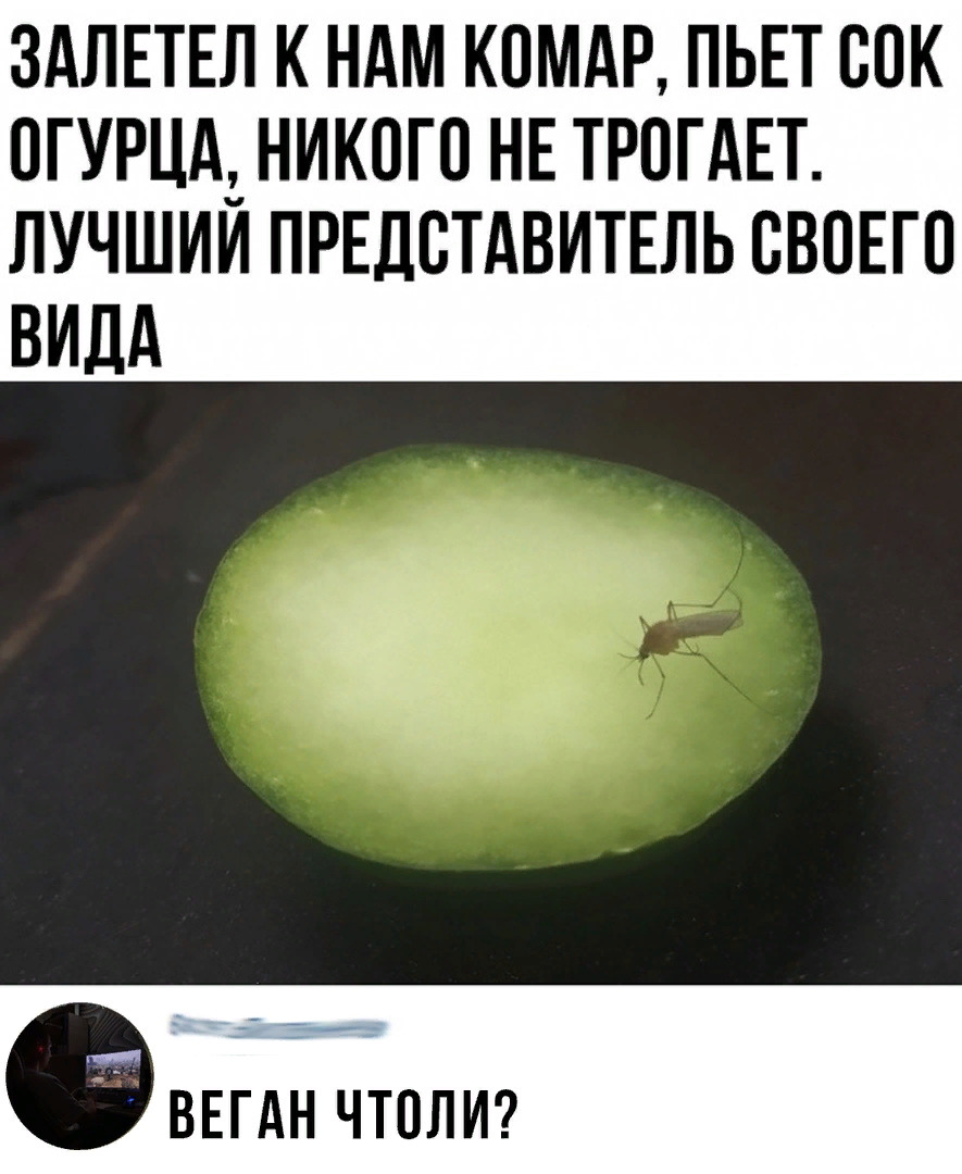 ЗАЛЕТЕЛ К НАМ КОМАР ПЬЕТ ВОК ОГУРЦД1 НИКОГО НЕ ТРПГАЕТ ЛУЧШИИ ПРЕДСТАВИТЕЛЬ СВОЕГО ВИДА ВЕГАН ЧТОЛИ
