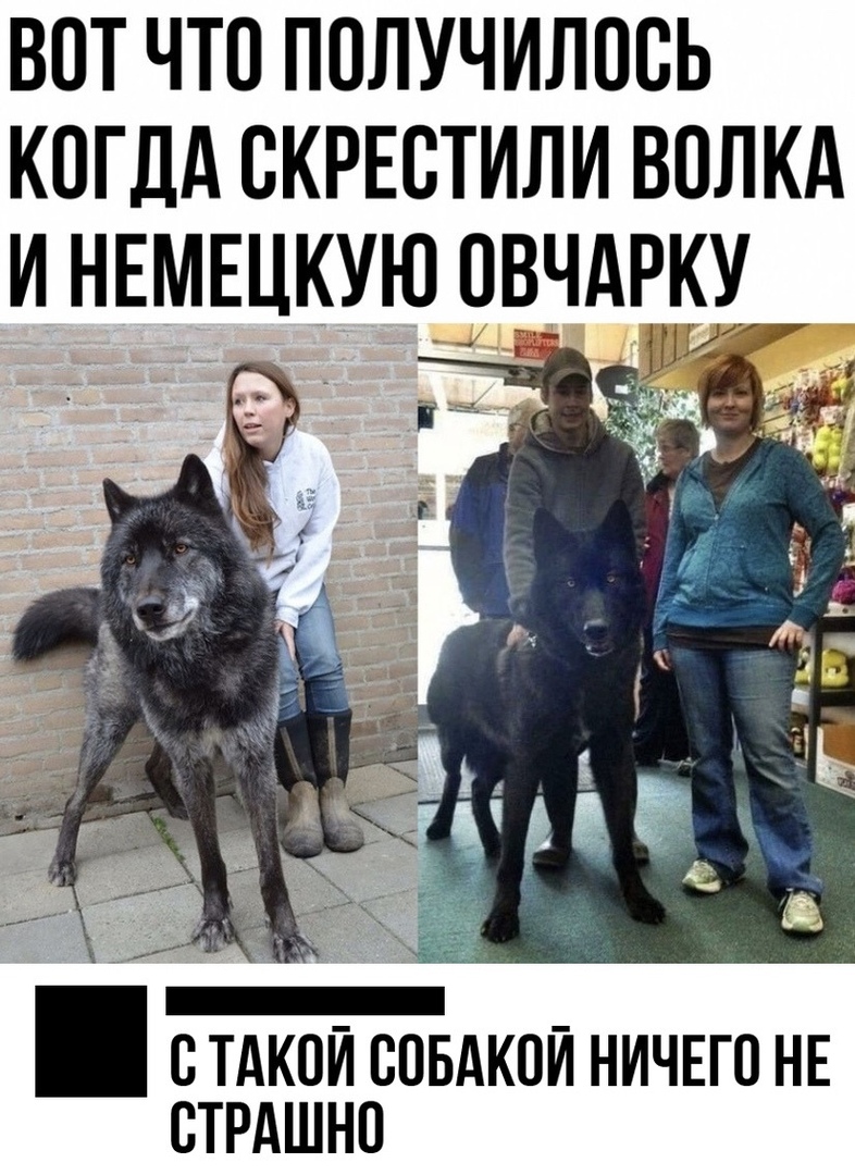 ВОТ ЧТО ПОЛУЧИЛПСЬ КОГДА СКРЕВТИЛИ ВОЛКА И НЕМЕЦКУЮ ОВНдРКУ ВТАКОЙ ВПБАКОЙ НИЧЕГО НЕ СТРАШНП