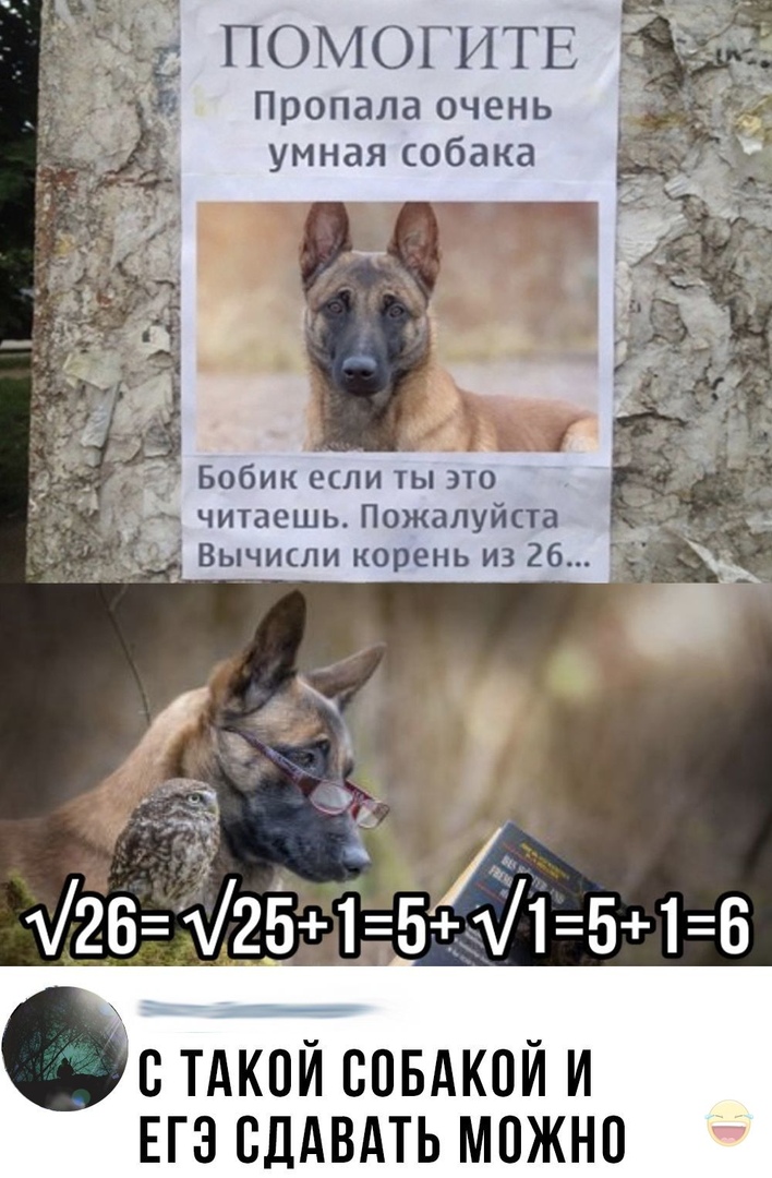 С ПОМОГИТЕ Пропала очень умная собака Бобик если ты это читаешь Пожалуйста _ Вычисли корень из 26 2Б 251 51 516 ЕГЭ СДАВАТЬ МОЖНО
