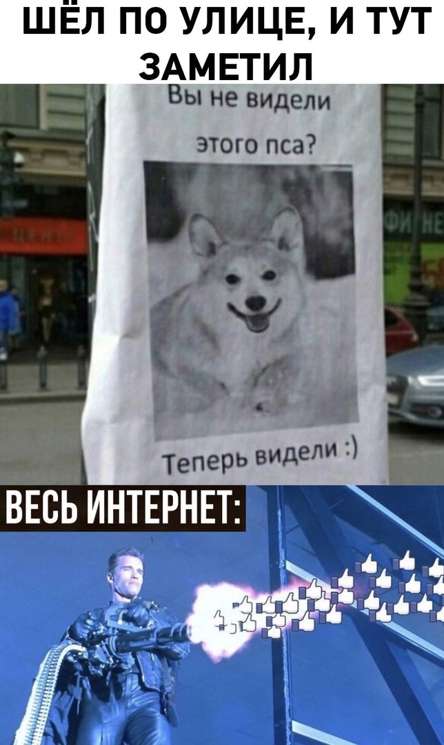 Шел по улице, и тут заметил вы не видели этого пса?