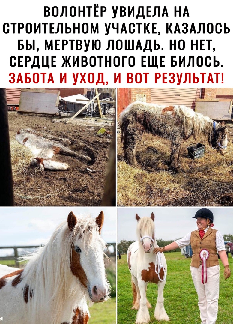 ВОЛОНТЁР УВИДЕЛА НА СТРОИТЕЛЬНОМ УЧАСТКЕ КАЗАЛООЬ БЫ МЕРТВУЮ ЛОШАДЬ НО НЕТ СЕРДЦЕ ЖИВОТНОГО ЕЩЕ БИЛООЬ