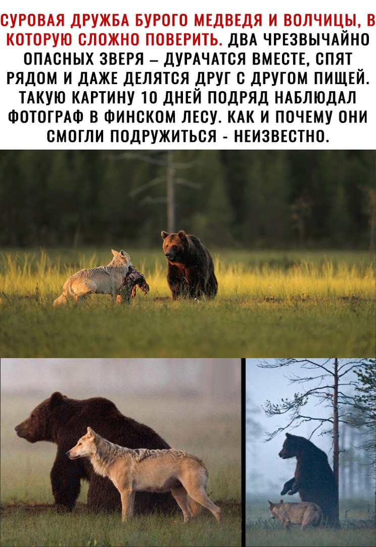 СУРОВАЯ ДРУЖБА БУРОГО МЕДВЕДЯ И ВОЛЧИЦЫ В КОТОРУЮ СЛОЖНО ПОВЕРИТЬ ДВА ЧРЕЗВЫЧАЙНО ОПАСНЫХ ЗВЕРЯ ДУРАЧАТСЯ ВМЕСТЕ СПЯТ РЯДОМ И ДАЖЕ ДЕЛЯТСЯ ДРУГ С ДРУГОМ ПИЩЕЙ ТАКУЮ КАРТИНУ 10 ДНЕЙ ПОДРЯД НАБЛЮДАЛ ФОТОГРАФ В ФИНСКОМ ЛЕСУ КАК И ПОЧЕМУ ОНИ СМОГЛИ ПОДРУЖИТЬСЯ НЕИЗВЕСТНО