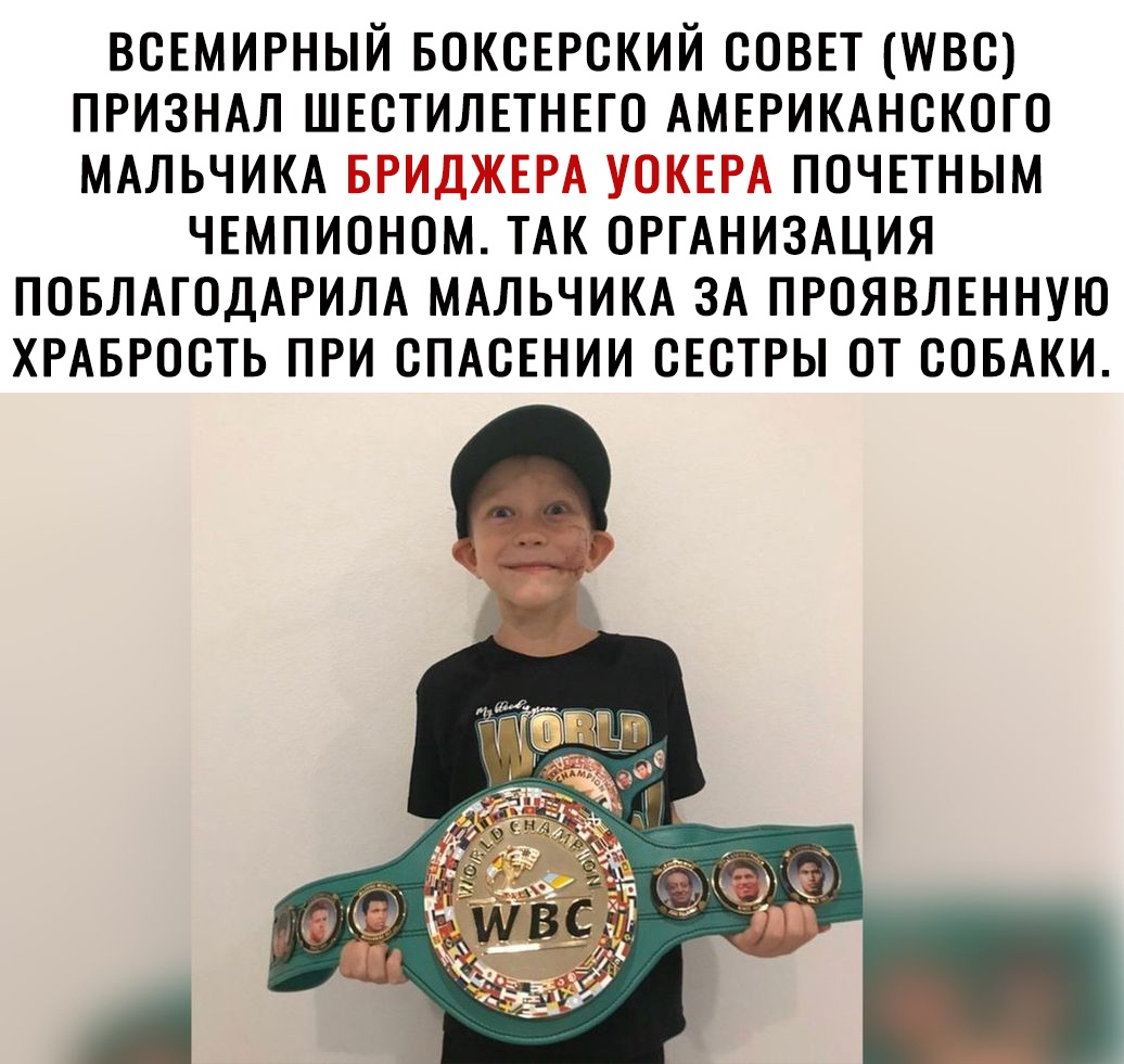 ВСЕМИРНЫЙ БСКСЕРСКИЙ СОВЕТ МВС ПРИЗНАЛ ШЕСТИЛЕТНЕГО АМЕРИКАНСКОГО МАЛЬЧИКА БРИДЖЕРА УОКЕРА ПОЧЕТНЫМ ЧЕМПИОНОМ ТАК ОРГАНИЗАЦИЯ ПОБЛАГОДАРИЛА МАЛЬЧИКА ЗА ПРОЯВЛЕННУЮ ХРАБРОСТЬ ПРИ СПАСЕНИИ СЕСТРЫ СТ СОБАКИ