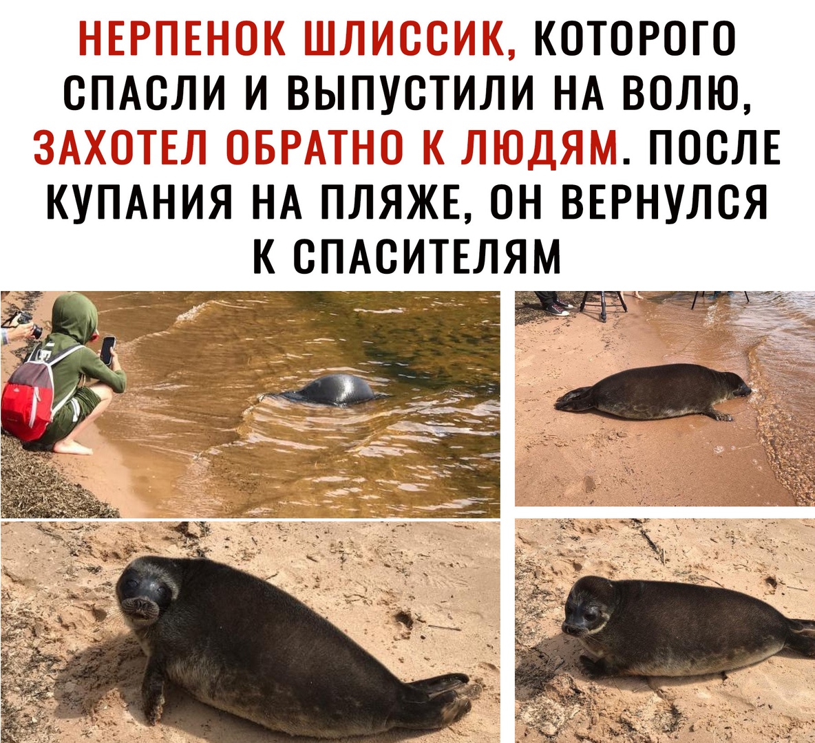 Г х которого опАоли и выпустили НА волю послв КУПАния НА плЯжв он ВЕРнулся к СПАСИТЕЛЯМ