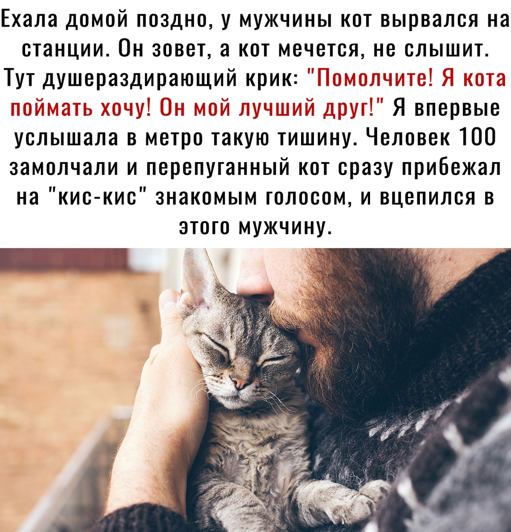 Ехала домой поздно у мужчины кот вырвался на станции Он зовет а кот мечется не слышит Тут душераздирающий крик 1 и __ т __ 3 т _ Я впервые услышала в метро такую тишину Человек 100 замолчали и перепуганный кот сразу прибежал на кис кис знакомым голосом и вцепился в этого мужчину