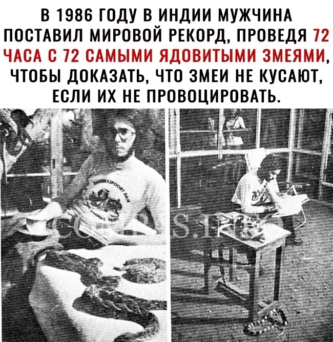 В 1986 ГОДУ В ИНДИИ МУЖЧИНА ПОСТАВИЛ МИРОВОЙ РЕКОРД ПРОВЕДЯ 72 ЧАСА О 72 ОАМЫМИ ЯДОВИТЫМИ ЗМЕЯМИ ЧТОБЫ ДОКАЗАТЬ ЧТО ЗМЕИ НЕ КУСАЮТ ЕСЛИ ИХ НЕ ПРОВОЦИРОВАТЬ