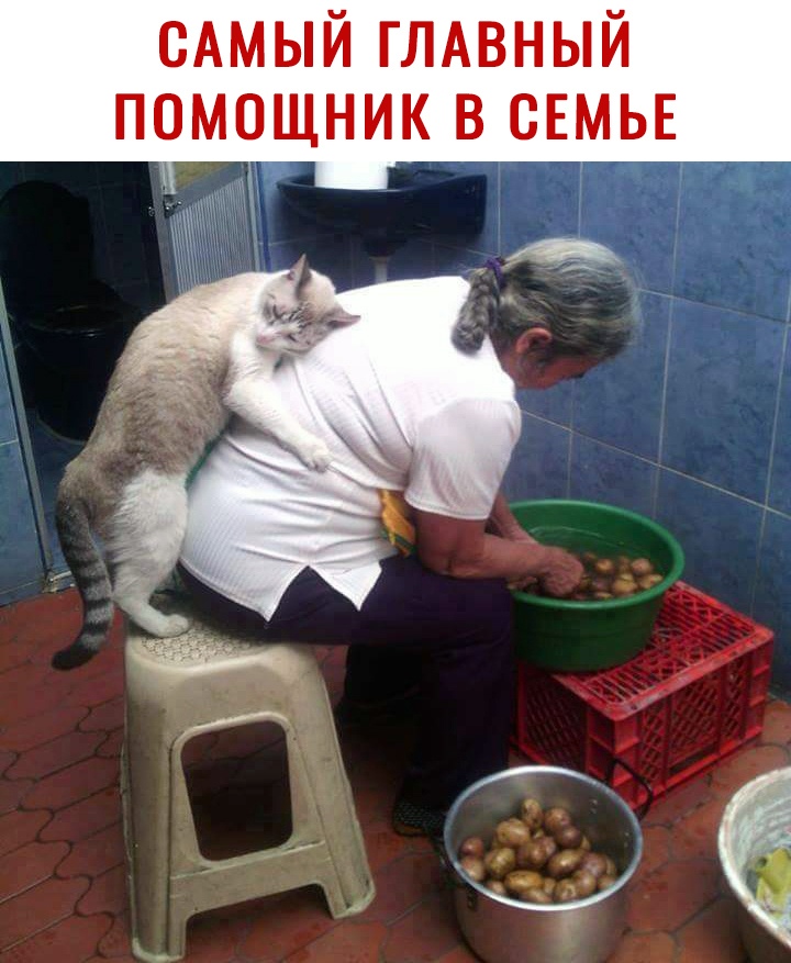 САМЫЙ ГЛАВНЫЙ ПОМОЩНИК В СЕМЬЕ