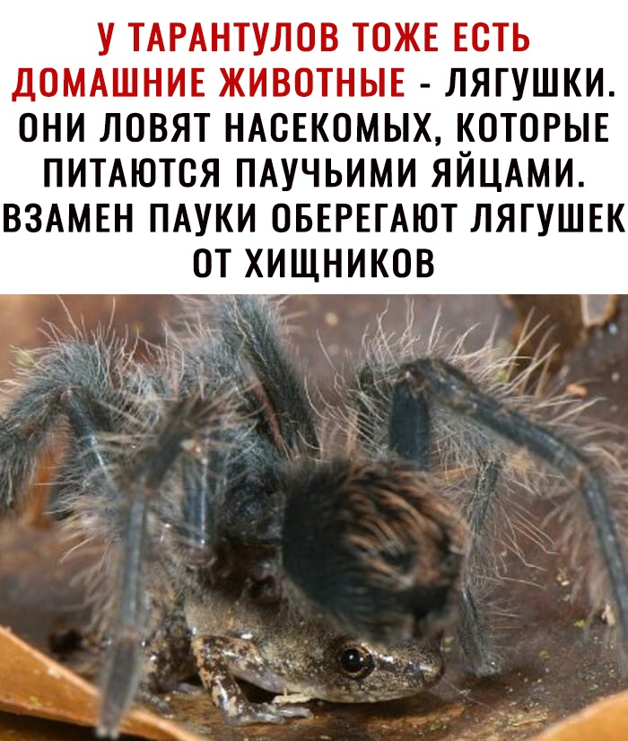 У ТАРАНТУЛОВ ТОЖЕ ЕСТЬ ДОМАШНИЕ ЖИВОТНЫЕ ЛЯГУШКИ ОНИ ЛОВЯТ НАСЕКОМЫХ КОТОРЫЕ ПИТАЮТОЯ ПАУЧЬИМИ ЯЙЦАМИ ВЗАМЕН ПАУКИ ОБЕРЕГАЮТ ЛЯГУШЕК ОТ ХИЩНИКОВ