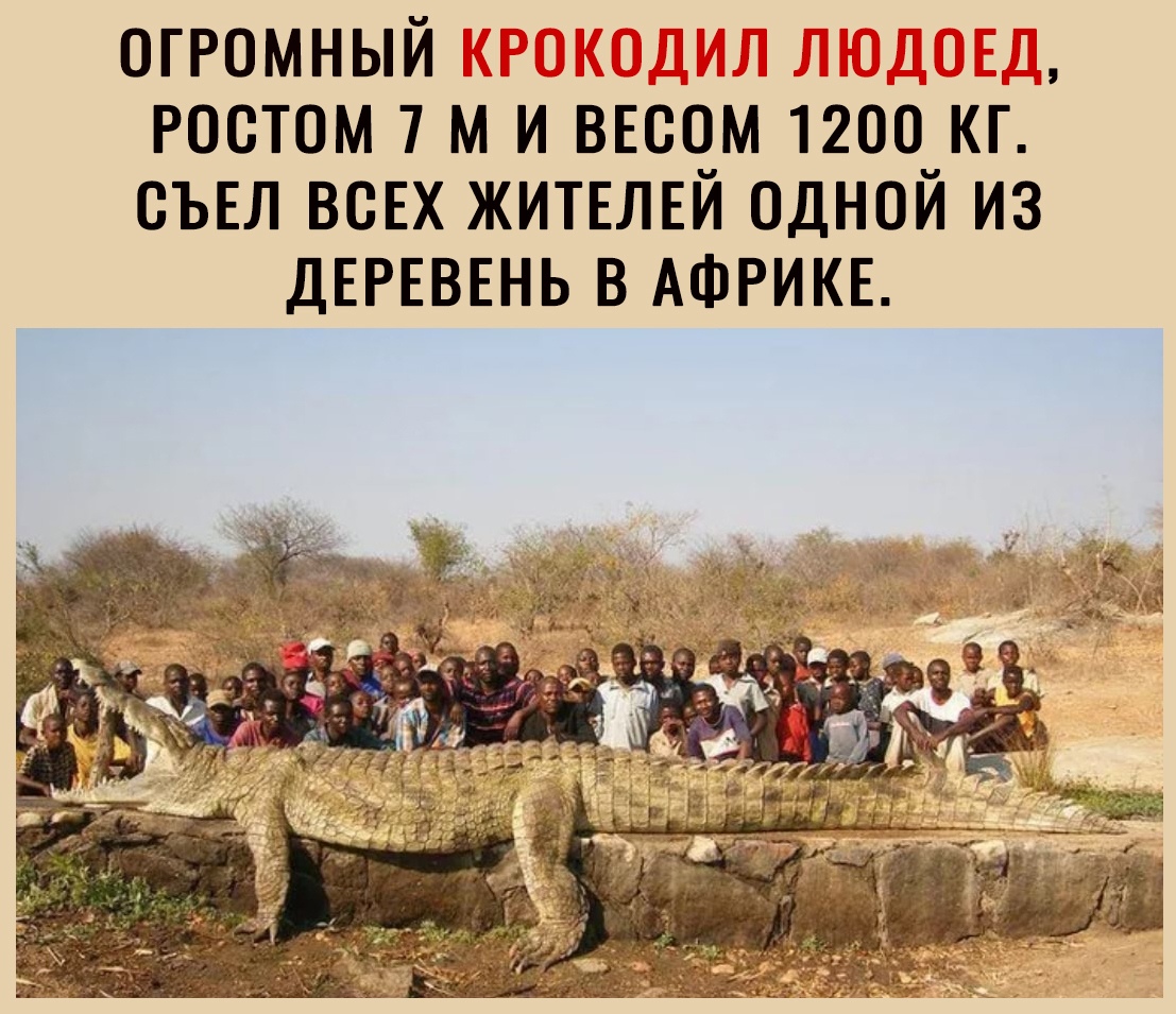 ОГРОМНЫЙ РООТОМ 7 М И ВЕООМ 1200 КГ ОЪЕЛ ВОЕХ ЖИТЕЛЕЙ ОДНОЙ ИЗ ДЕРЕВЕНЬ В АФРИКЕ