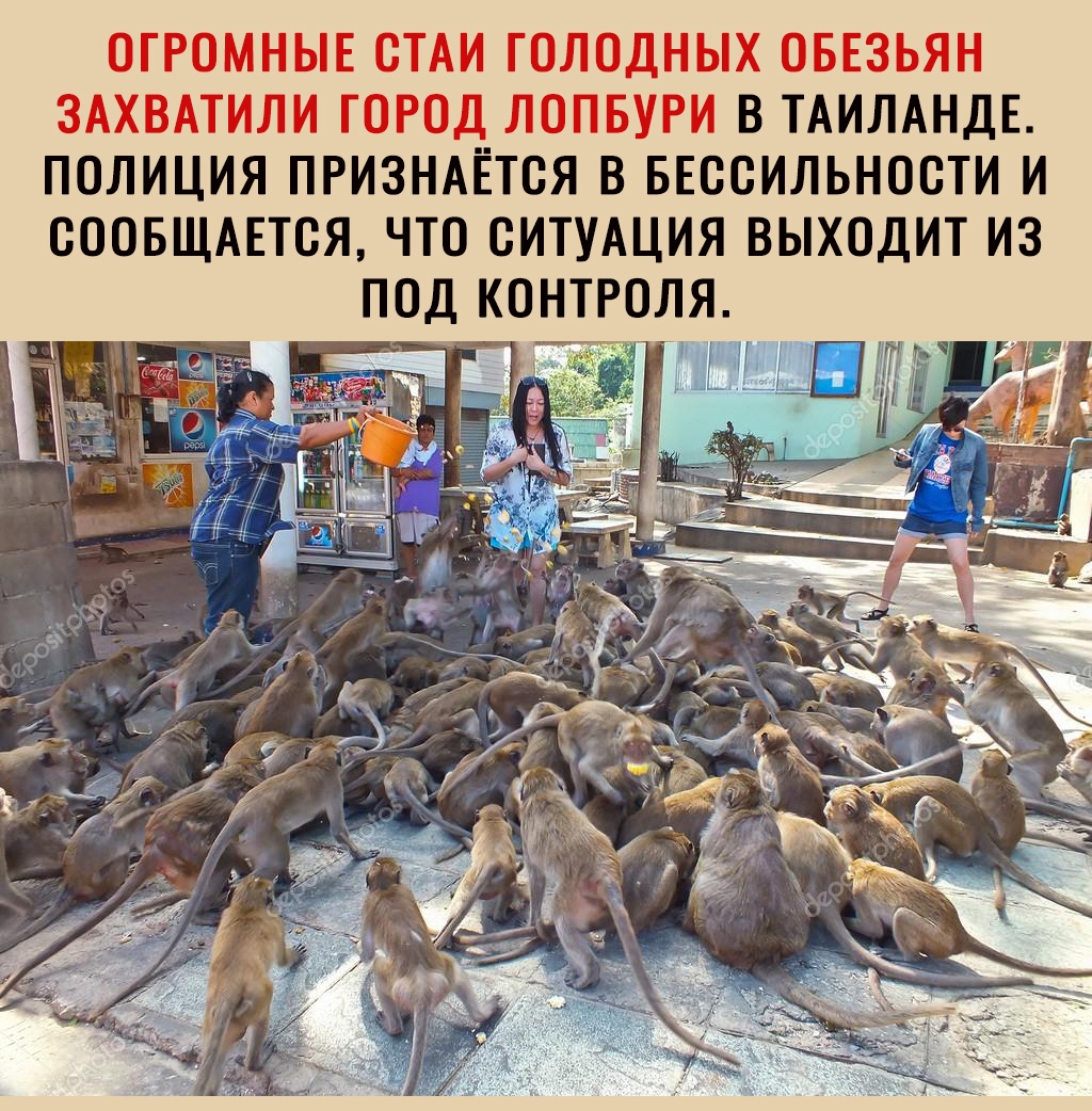 ОГРОМНЫЕ ОТАИ ГОЛОДНЫХ ОБЕЗЬЯН ЗАХВАТИЛИ ГОРОД ЛОПБУРИ В ТАИЛАНДЕ ПОЛИЦИЯ ПРИЗНАЁТОЯ В БЕООИЛЬНООТИ И ОООБЩАЕТОЯ ЧТО СИТУАЦИЯ ВЫХОДИТ ИЗ ПОД КОНТРОЛЯ