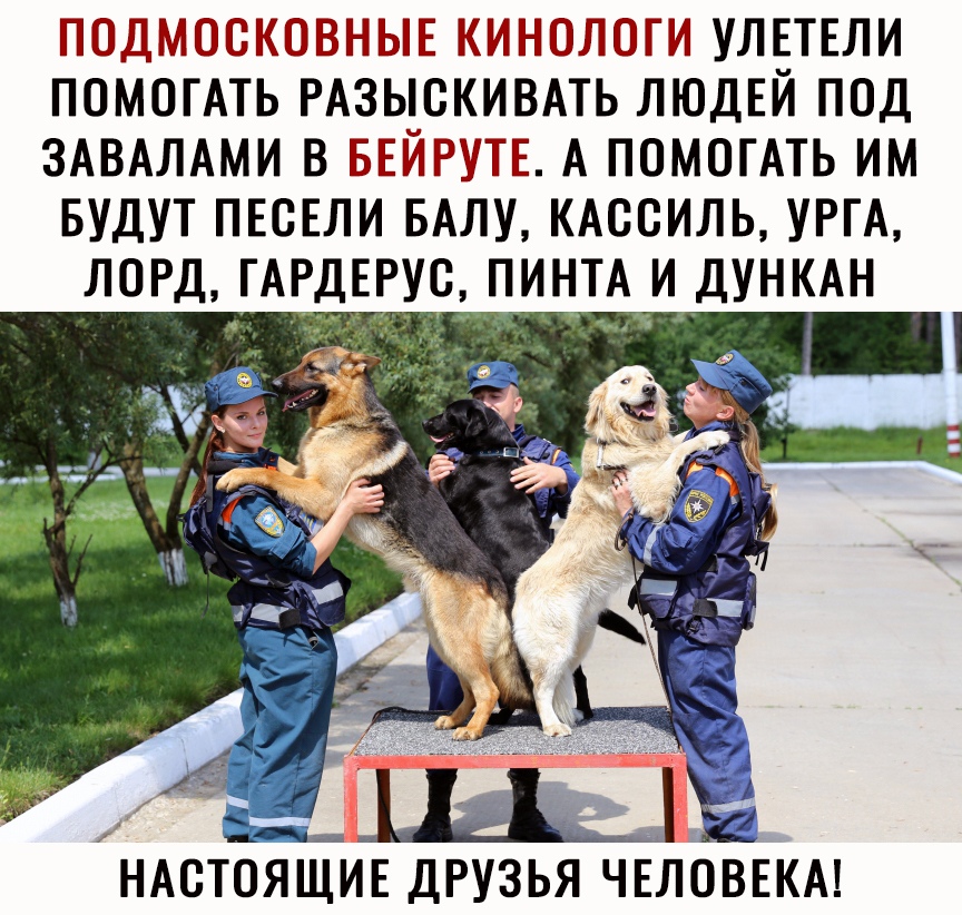 ПОДМОСКОВНЫЕ КИНОЛОГИ УЛЕТЕЛИ ПОМОГАТЬ РАЗЫСКИВАТЬ ЛЮДЕЙ ПОД ЗАВАЛАМИ В БЕЙРУТЕ А ПОМОГАТЬ ИМ БУДУТ ПЕВЕЛИ БАЛУ КАВСИЛЬ УРГА ЛОРД ГАРДЕРУВ ПИНТА И ДУНКАН _ НАСТОЯЩИЕ ДРУЗЬЯ ЧЕЛ ОВЕКА