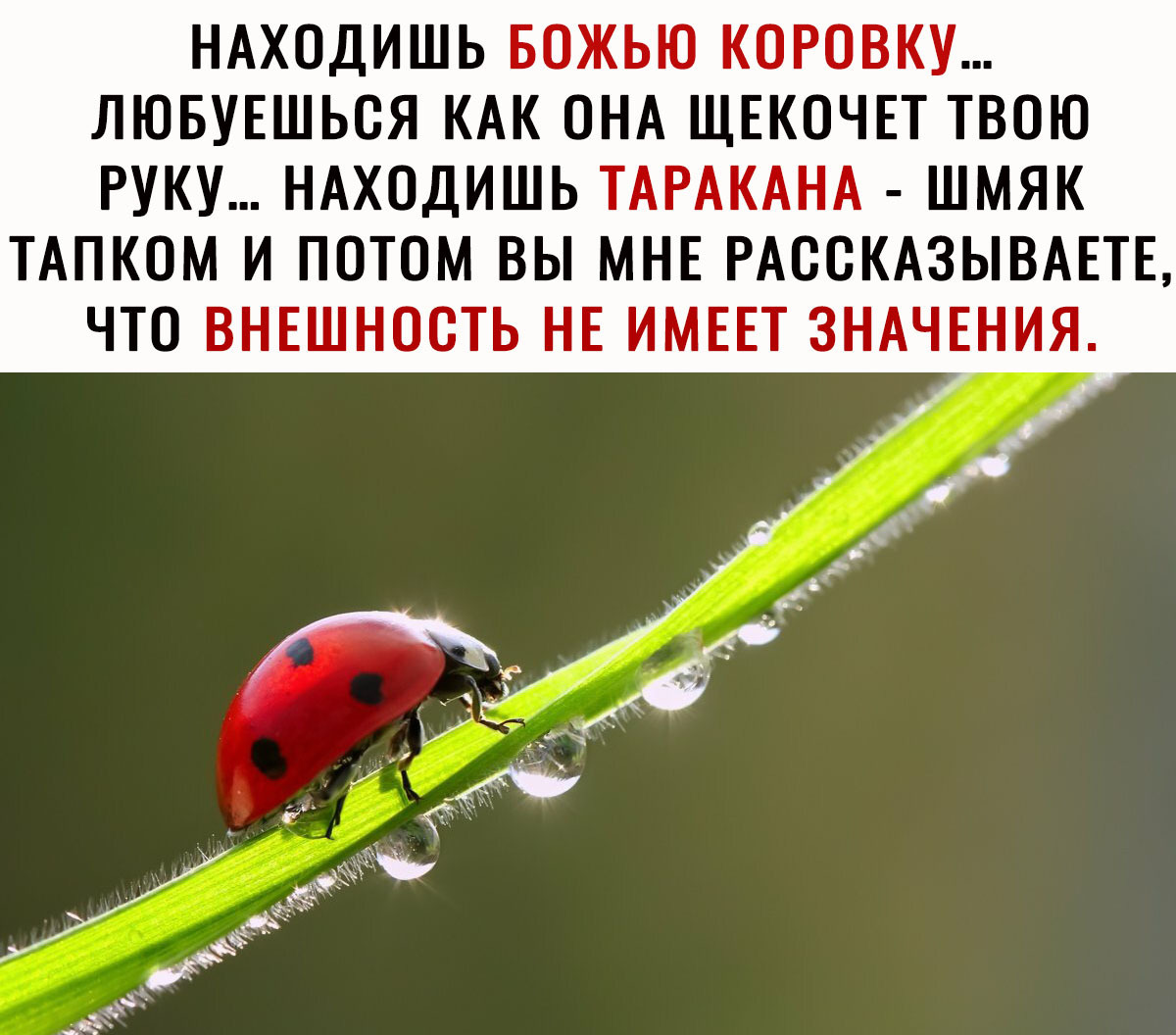 НАХОДИШЬ БОЖЬЮ КОРОВКУ ЛЮБУЕШЬОЯ КАК ОНА ЩЕКОЧЕТ ТВОЮ РУКУ НАХОДИШЬ ТАРАКАНА ШМЯК ТАПКОМ И ПОТОМ ВЫ МНЕ РАООКАЗЫВАЕТЕ ЧТО ВНЕШНООТЬ НЕ ИМЕЕТ ЗНАЧЕНИЯ
