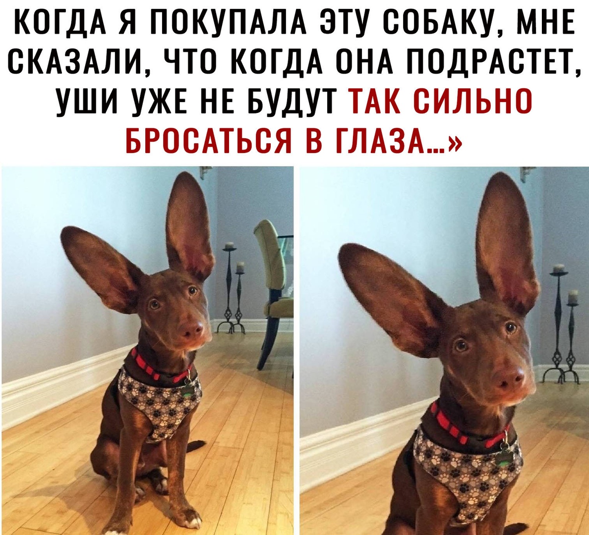КОГДА Я ПОКУПАЛА ЭТУ СОБАКУ МНЕ ОКАЗАЛИ ЧТО КОГДА ОНА ПОДРАОТЕТ УШИ УЖЕ НЕ БУДУТ ТАК СИЛЬНО БРООАТЬОЯ В ГЛАЗА