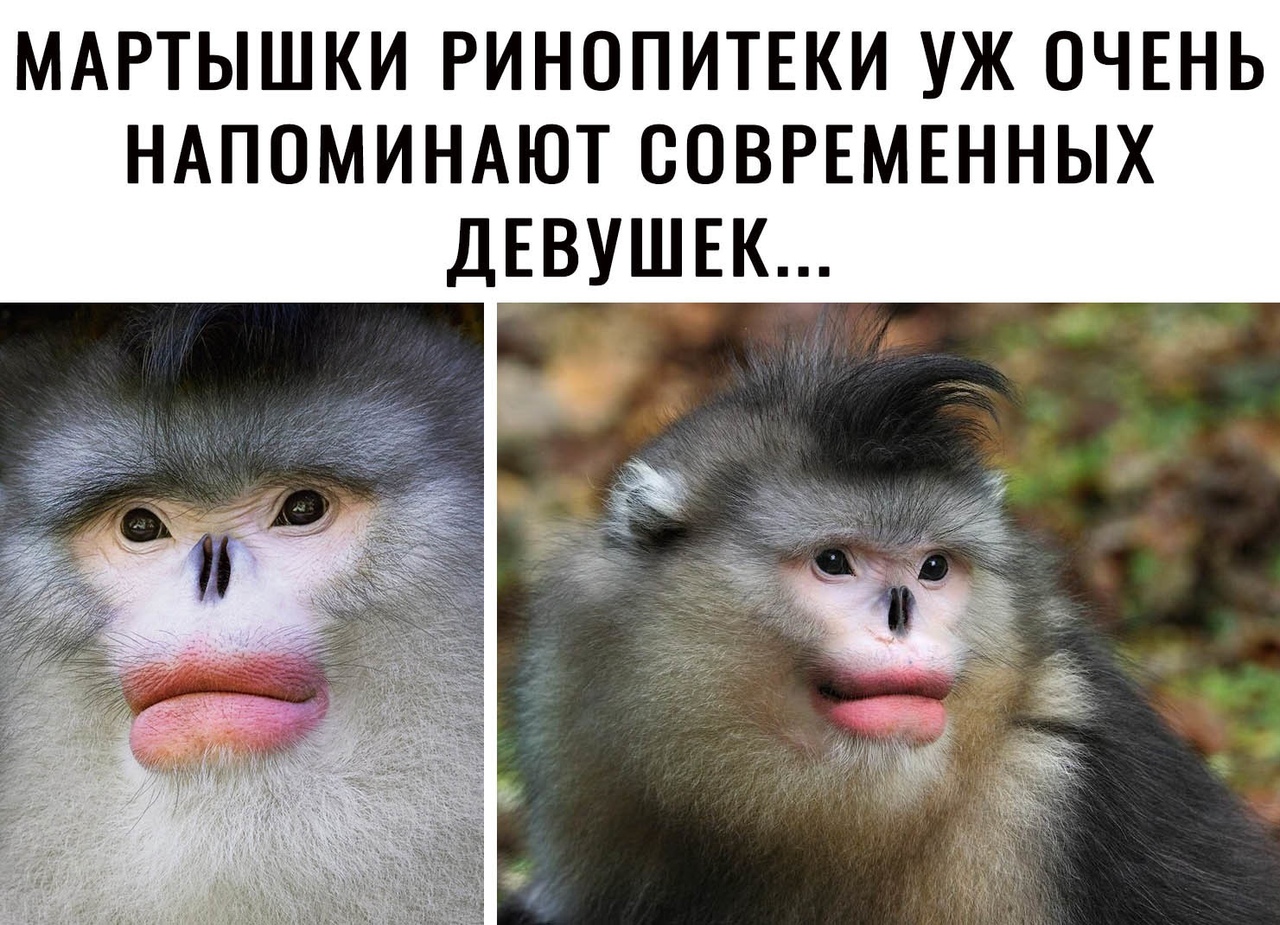 МАРТЫШКИ РИНОПИТЕКИ УЖ ОЧЕНЬ НАПОМИНАЮТ СОВРЕМЕННЫХ ДЕВУШЕК