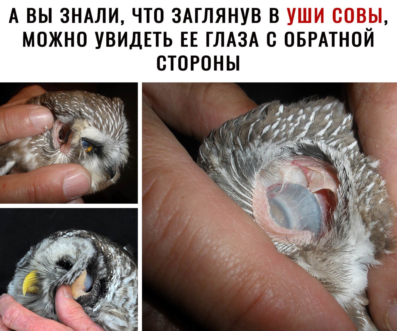 А ВЫ 3НАЛИ ЧТО ЗАГЛЯНУВ В УШИ ООВ_Ы МОЖНО УВИДЕТЬ ЕЕ ГЛАЗА О ОБРАТНОИ СТОРОНЫ