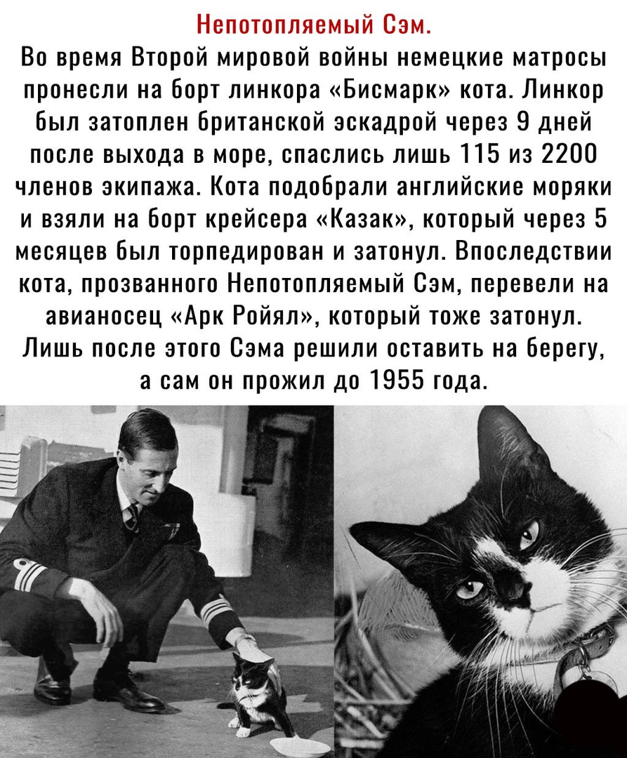 ат т 1 Ч Во время Второй мировой войны немецкие матросы пронесли на Борт линкора Бисмарк кота Линкор Был затоплен британской эскадрой через 9 дней после выхода в море спаслись лишь 115 из 2200 членов экипажа Кота подобрали английские моряки и взяли на борт крейсера Казак который через 5 месяцев был торпедирован и затонул Впоследствии кота прозванного Непотопляемый Сем перевели на авианосец Арк Рой