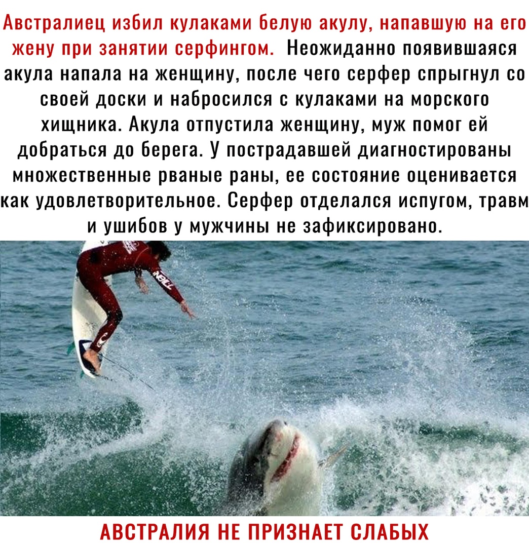 Австралиец избил кулаками Белую акулу напавшую на его жену при занятии серфингом Неожиданно появившаяся акула напала на женщину после чего серфер спрыгнул со своей доски и набросился с кулаками на морского хищника Акула отпустила женщину муж помог ей добраться до берега У пострадавшей диагностированы множественные рваные раны ее состояние оценивается как удовлетворительное Серфер отделался испугом