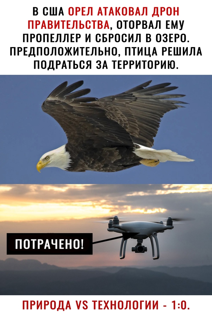 В США ОРЕЛ АТАКОВАЛ ДРОН ПРАВИТЕЛЬСТВА ОТОРВАЛ ЕМУ ПРОПЕЛЛЕР И СБРОСИЛ В ОЗЕРО ПРЕДПОЛОЖИТЕЛЬНО ПТИЦА РЕШИЛА ПОДРАТЬСЯ ЗА ТЕРРИТОРИЮ ПОТРАЧЕНО РР ПРИРОДА 8 ТЕХНОЛОГИИ 10