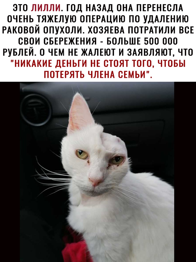 ЭТО ЛИЛЛИ ГОД НАЗАД ОНА ПЕРЕНЕОЛА ОЧЕНЬ ТЯЖЕЛУЮ ОПЕРАЦИЮ ПО УДАЛЕНИЮ РАКОВОЙ ОПУХОЛИ ХОЗЯЕВА ПОТРАТИЛИ ВСЕ СВОИ ОБЕРЕЖЕНИЯ БОЛЬШЕ 500 ООО РУБЛЕЙ О ЧЕМ НЕ ЖАЛЕЮТ И ЗАЯВЛЯЮТ ЧТО НИКАКИЕ ДЕНЬГИ НЕ ОТОЯТ ТОГО ЧТОБЫ ПОТЕРЯТЬ ЧЛЕНА СЕМЬИ