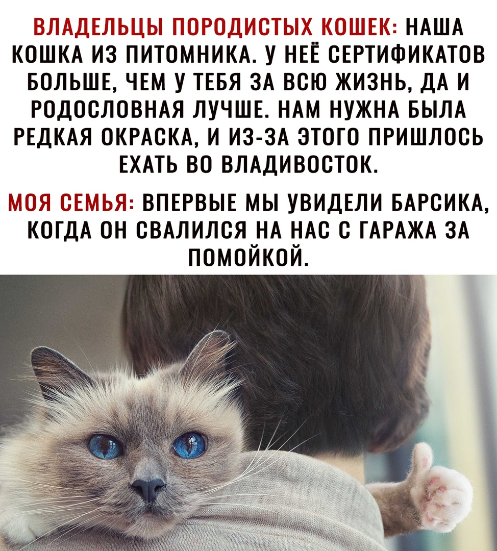 ШП чДЬ ПС МРО _ ГТЫ ШШШ НАША КОШКА ИЗ ПИТОМНИКА У НЕЁ СЕРТИФИКАТОВ БОЛЬШЕ ЧЕМ У ТЕБЯ ЗА ВСЮ ЖИЗНЬ ДА И РОДОСЛОВНАЯ ЛУЧШЕ НАМ НУЖНА БЫЛА РЕДКАЯ ОКРАСКА И ИЗ ЗА ЭТОГО ПРИШЛОСЬ ЕХАТЬ ВО ВЛАДИВОСТОК МОЯ СЕМЬЯ ВПЕРВЫЕ МЫ УВИДЕЛИ БАРСИКА КОГДА ОН СВАЛИЛСЯ_НА НАС С ГАРАЖА ЗА ПОМОИКОИ