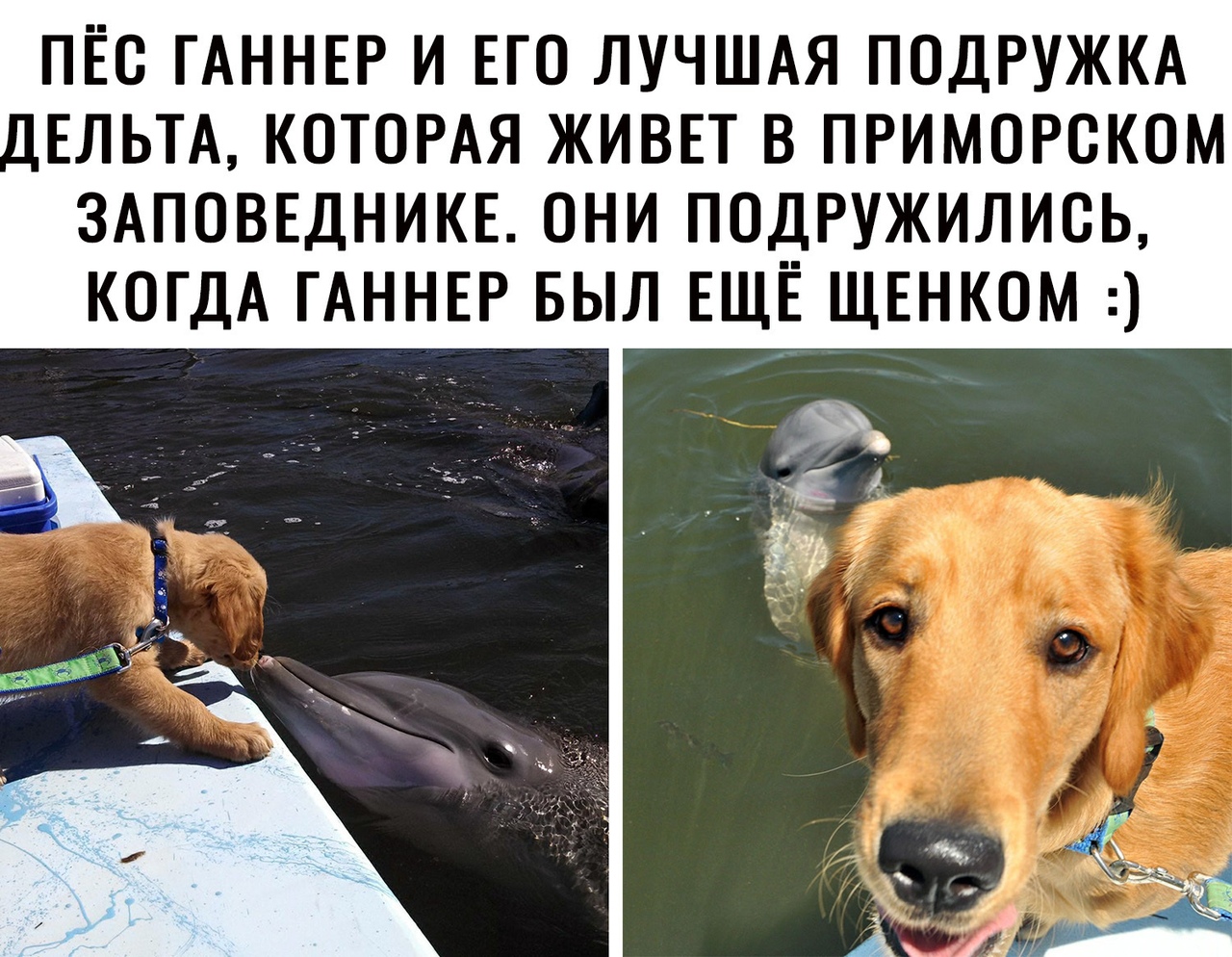 ПЁО ГАННЕР И ЕГО ЛУЧШАЯ ПОДРУЖКА 1ЕЛЬТА КОТОРАЯ ЖИВЕТ В ПРИМОРСКОМ ЗАПОВЕДНИКЕ ОНИ ПОДРУЖИЛИОЬ КОГДА ГАННЕР БЫЛ ЕЩЕ ЩЕНКОМ