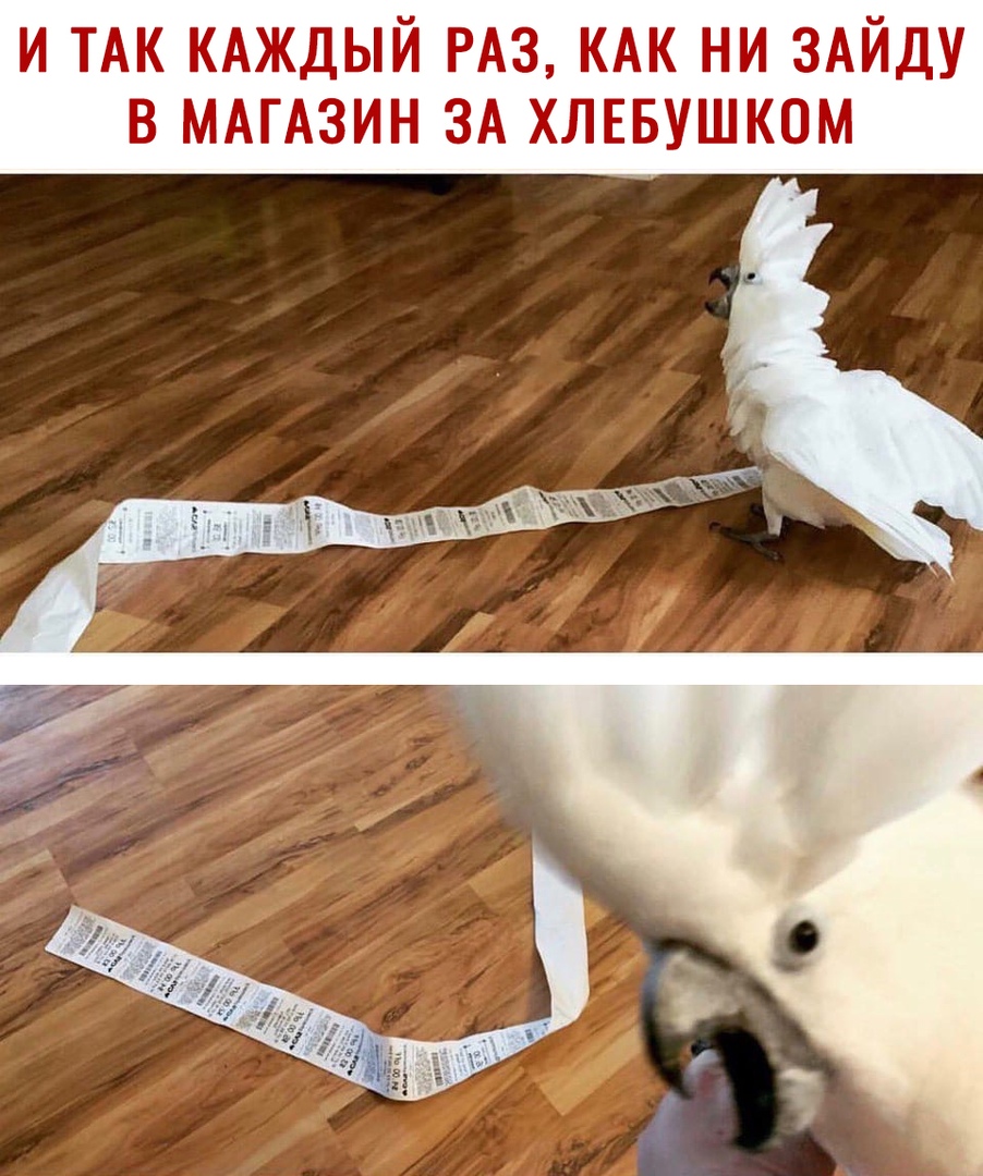 и ТАК КАЖДЫЙ РАЗ кдк ни ЗАЙДУ в МАГАЗИН ЗА ХЛЕБУШКОМ