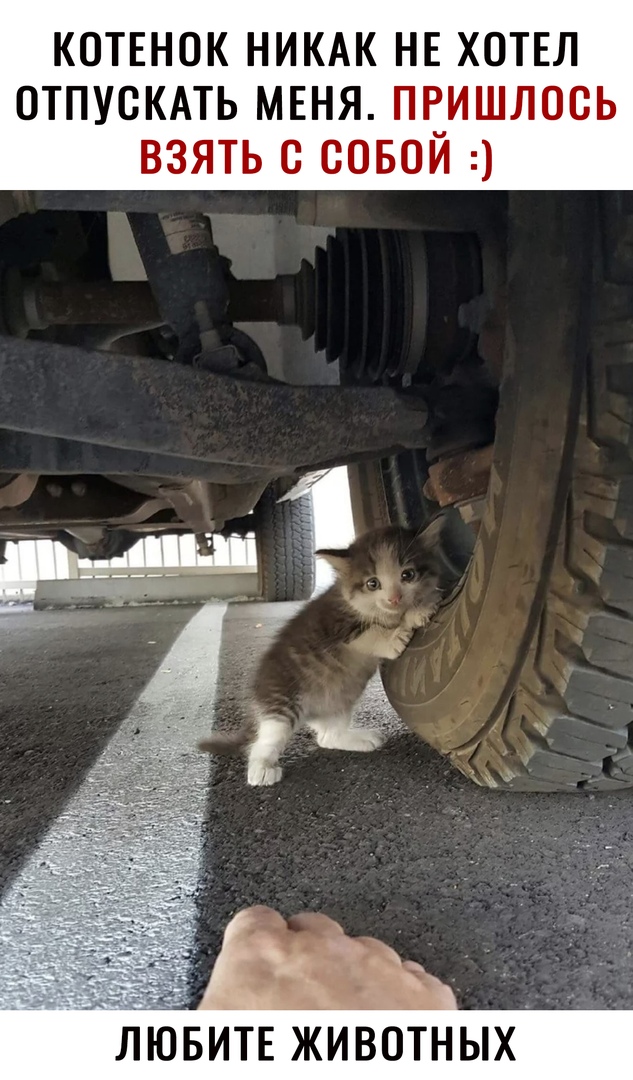 КОТЕНОК НИКАК НЕ ХОТЕЛ ОТПУСКАТЬ МЕНЯ ПЕИШЛОСЬ ВЗЯТЬ С СОБОИ