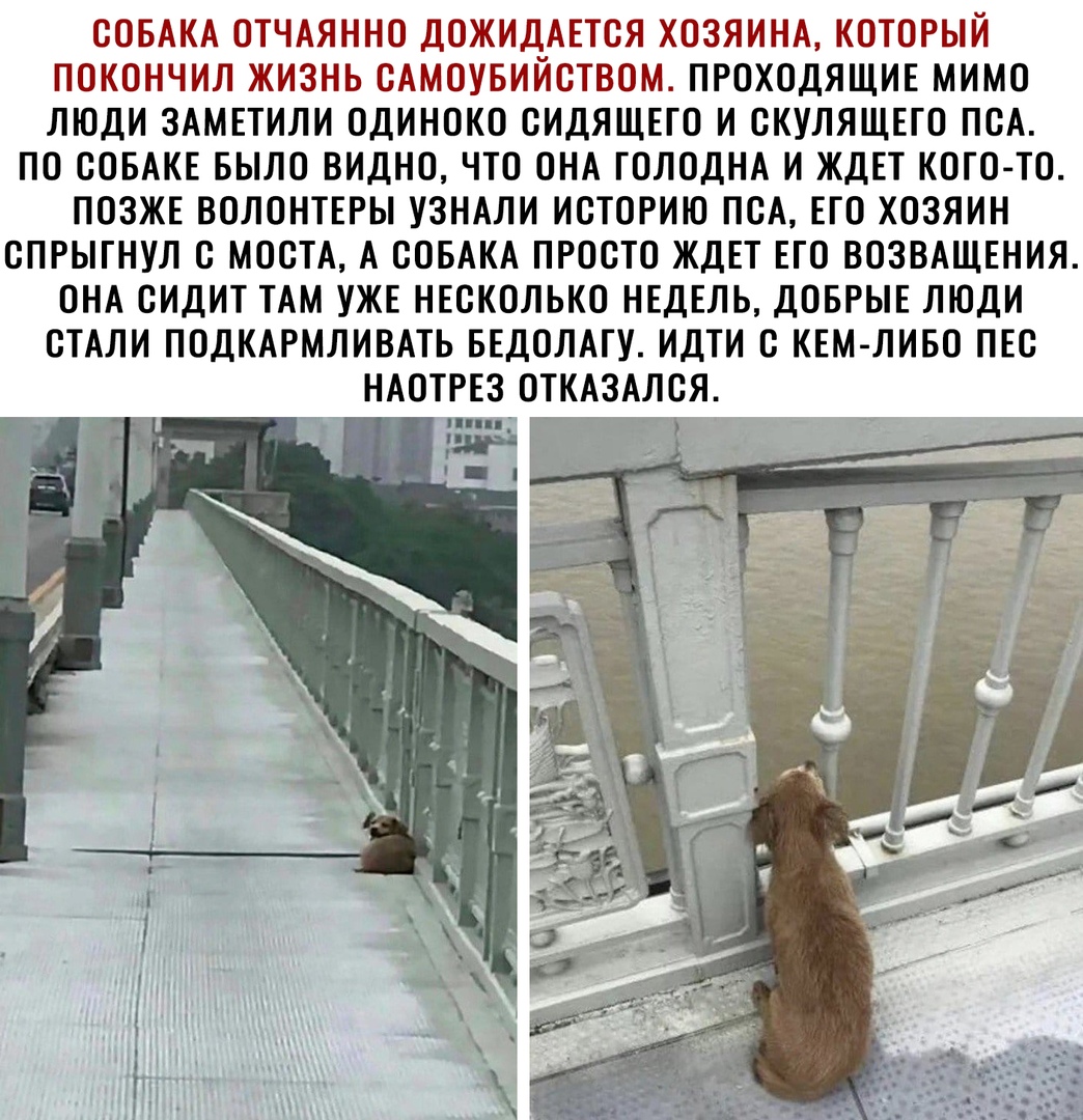СОБАКА ОТЧАЯННО ДОЖИДАЕТСЯ ХОЗЯИНА КОТОРЫЙ ПОКОНЧИЛ ЖИЗНЬ САМОУБИЙСТВОМ ПРОХОДЯЩИЕ МИМО ЛЮДИ ЗАМЕТИЛИ ОДИНОКО СИДЯЩЕТО И СКУЛЯЩЕТО ПСА ПО СОБАКЕ БЫЛО ВИДНО ЧТО ОНА ГОЛОДНА И ЖДЕТ КОГО ТО ПОЗЖЕ ВОЛОНТЕРЫ УЗНАЛИ ИСТОРИЮ ПСА ЕГО ХОЗЯИН СПРЫГНУЛ С МОСТА А СОБАКА ПРОСТО ЖДЕТ ЕГО ВОЗВАЩЕНИЯ ОНА СИДИТ ТАМ УЖЕ НЕСКОЛЬКО НЕДЕЛЬ ДОБРЫЕ ЛЮДИ СТАЛИ ПОДКАРМЛИВАТЬ БЕДОЛАГУ ИДТИ С КЕМ ЛИБО ПЕС НАОТРЕЗ ОТКАЗАЛСЯ