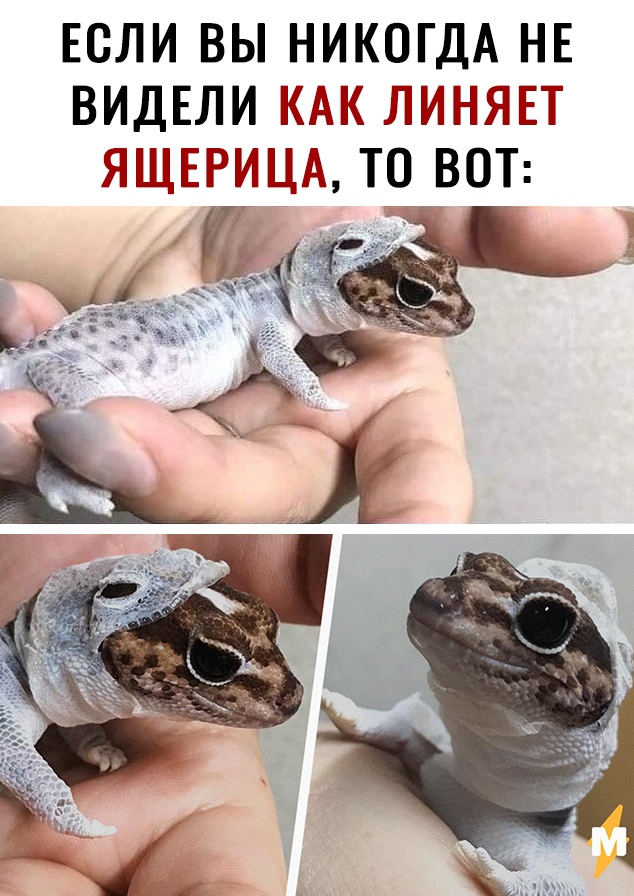 ЕСЛИ ВЫ НИКОГДА НЕ ВИДЕЛИ ЛМНЯЕТ