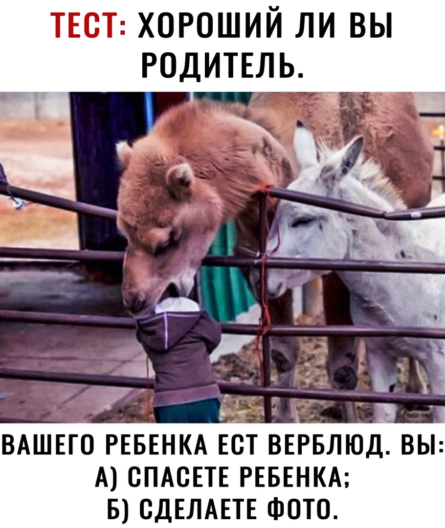 7 ХОРОШИЙ ЛИ ВЫ РОДИТЕЛЬ_ ВАШЕГО РЕБЕНКА ЕОТ ВЕРБЛЮД ВЫ А ОПАОЕТЕ РЕБЕНКА Б ОДЕЛАЕТЕ ФОТО