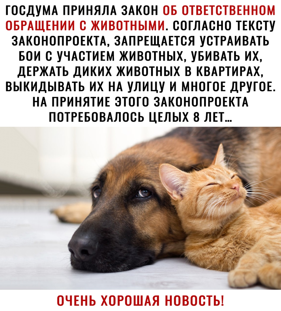 ГООДУМА ПРИНЯЛА ЗАКОН ООТЛАОНО ТЕКОТУ ЗАКОНОПРОЕКТА ЗАПРЕЩАЕТСЯ УОТРАИВАТЬ БОИ С УЧАСТИЕМ ЖИВОТНЫХ УБИВАТЬ ИХ ДЕРЖАТЬ ДИКИХ ЖИВОТНЫХ В КВАРТИРАХ ВЫКИДЫВАТЬ ИХ НА УЛИЦУ И МНОГОЕ ДРУГОЕ НА ПРИНЯТИЕ ЭТОГО ЗАКОНОПРОЕКТА ПОТРЕБОВАЛООЬ ЦЕЛЫХ 8 ЛЕТ