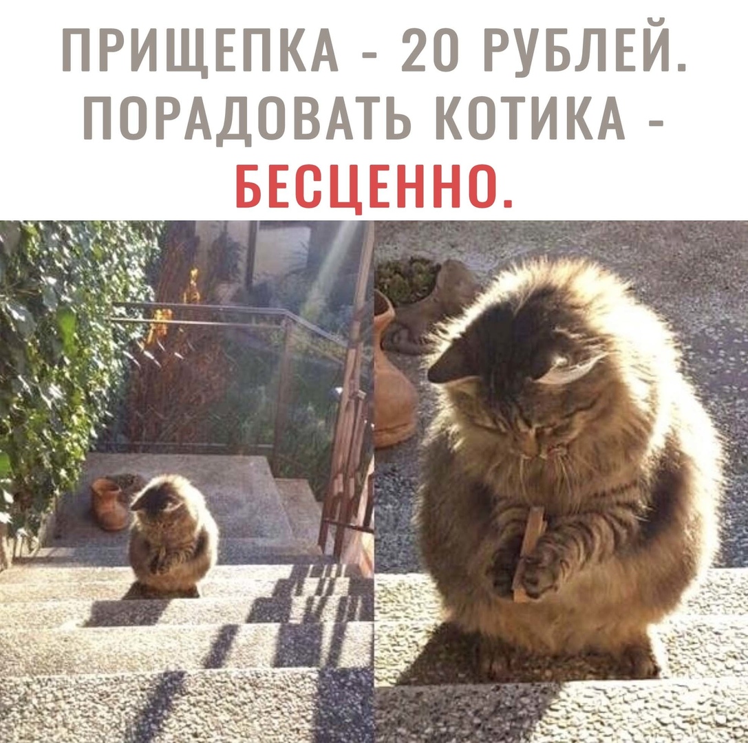 ПРИЩЕПКА 20 РУБЛЕЙ ПОРАДОВАТЬ КОТИКА БЕСЦЕННО