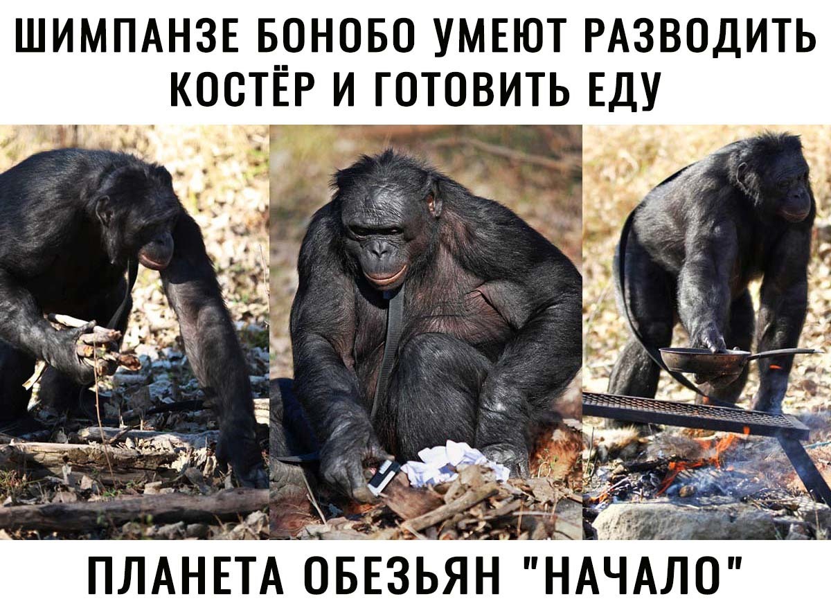 ШИМПАНЗЕ БОНОБО УМЕЮТ РАЗВОДИТЬ ПЛАНА оЁЕь НАЧАЛО