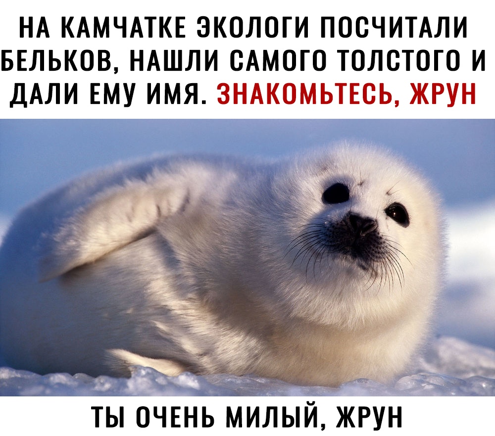 НА КАМЧАТКЕ ЭКОЛОГИ ПООЧИТАЛИ БЕЛЬКОВ НАШЛИ САМОГО ТОЛСТОГО И ДАЛИ ЕМУ ИМЯ ЗНАКОМЬТЕОЬ ЖРУН