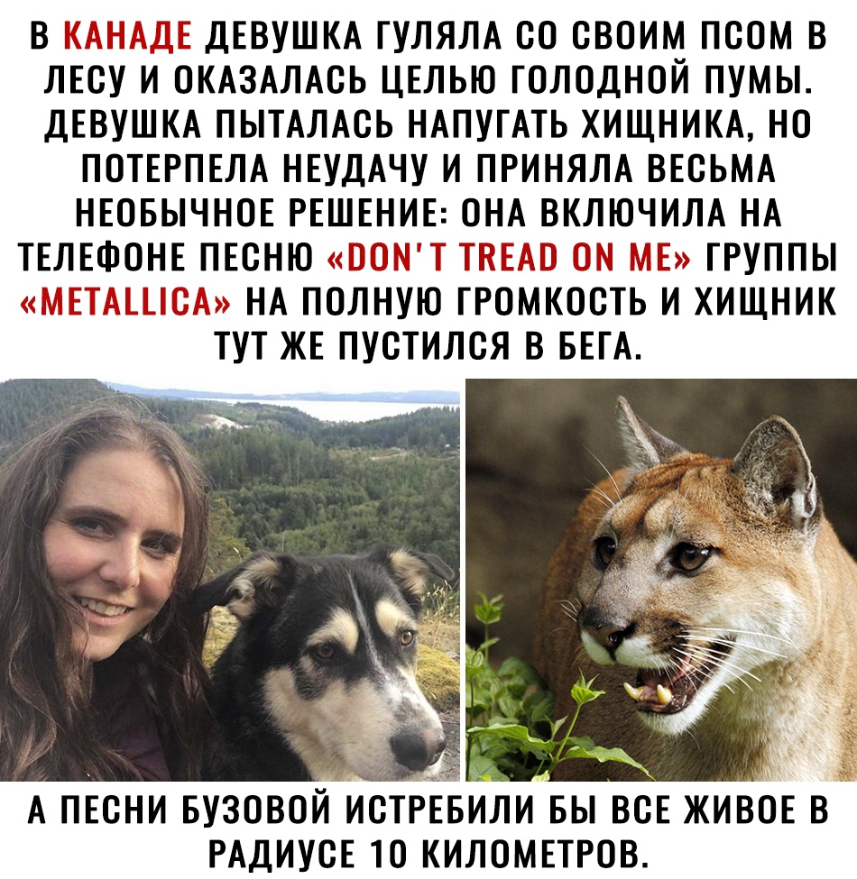 В ДЕВУШКА ГУЛЯЛА 80 СВОИМ ПСОМ В ЛЕСУ И ОКАЗАЛАСЬ ЦЕЛЬЮ ГОЛОДНОЙ ПУМЫ ДЕВУШКА ПЫТАЛАСЬ НАПУГАТЬ ХИЩНИКА НО ПОТЕРПЕЛА НЕУДАЧУ И ПРИНЯЛА ВЕСЬМА НЕОБЫЧНОЕ РЕШЕНИЕ ОНА ВКЛЮЧИЛА НА ТЕЛЕФОНЕ ПЕСНЮ __і з3гг ГРУППЫ і НА ПОЛНУЮ ГРОНКОСТЬ И ХИЩНИК ТУТ ЖЕ ПУСТИЛСЯ В БЕГА А ПЕСНИ БУЗОВОЙ ИСТРЕБИЛИ БЫ ВСЕ ЖИВ0Е В РАДИУСЕ 10 КИЛОМЕТРОВ