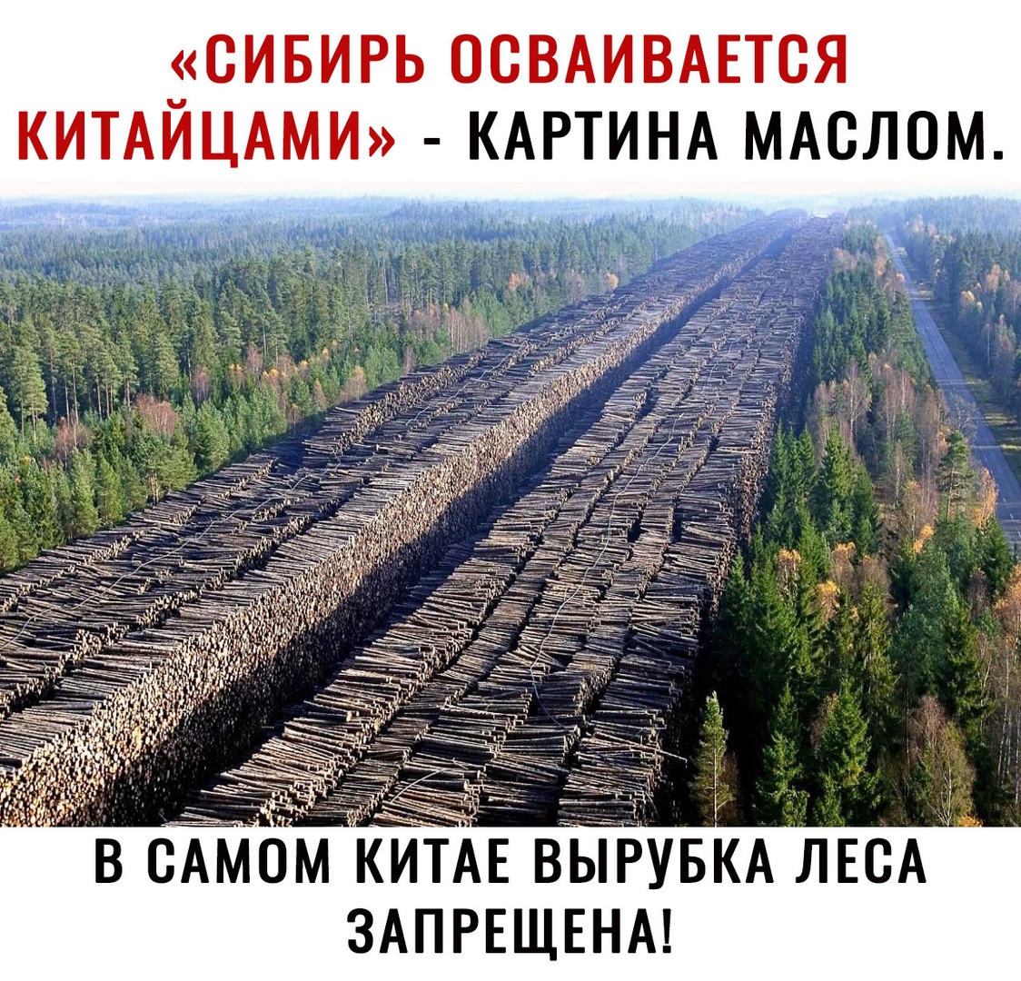 5СИБИРЬ ОСВАИВАЕТСЯ КИТАИЦАМИ КАРТИНА МАСЛОМ В САМОМ КИТАЕ ВЫРУБИАЛЕВА ЗАПРЕЩЕНА